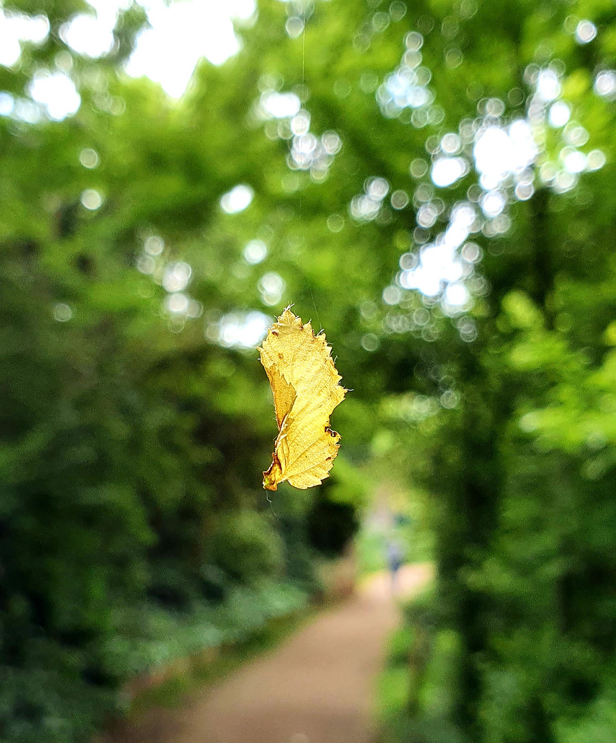 Schwebendes Blatt