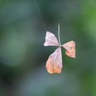 schwebendes Blatt