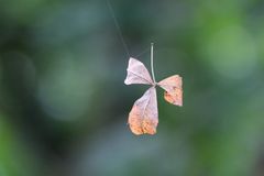 schwebendes Blatt