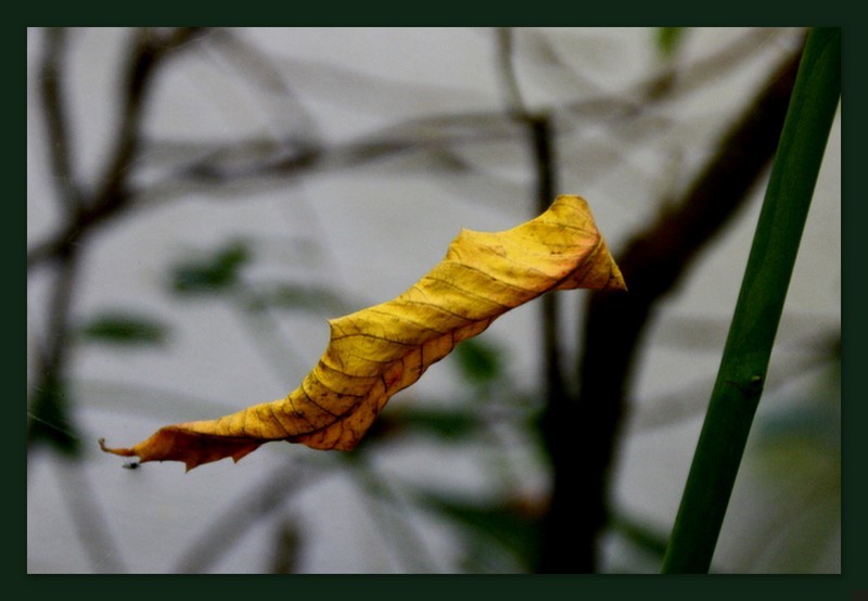 Schwebendes Blatt