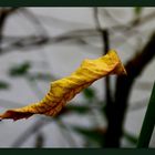 Schwebendes Blatt