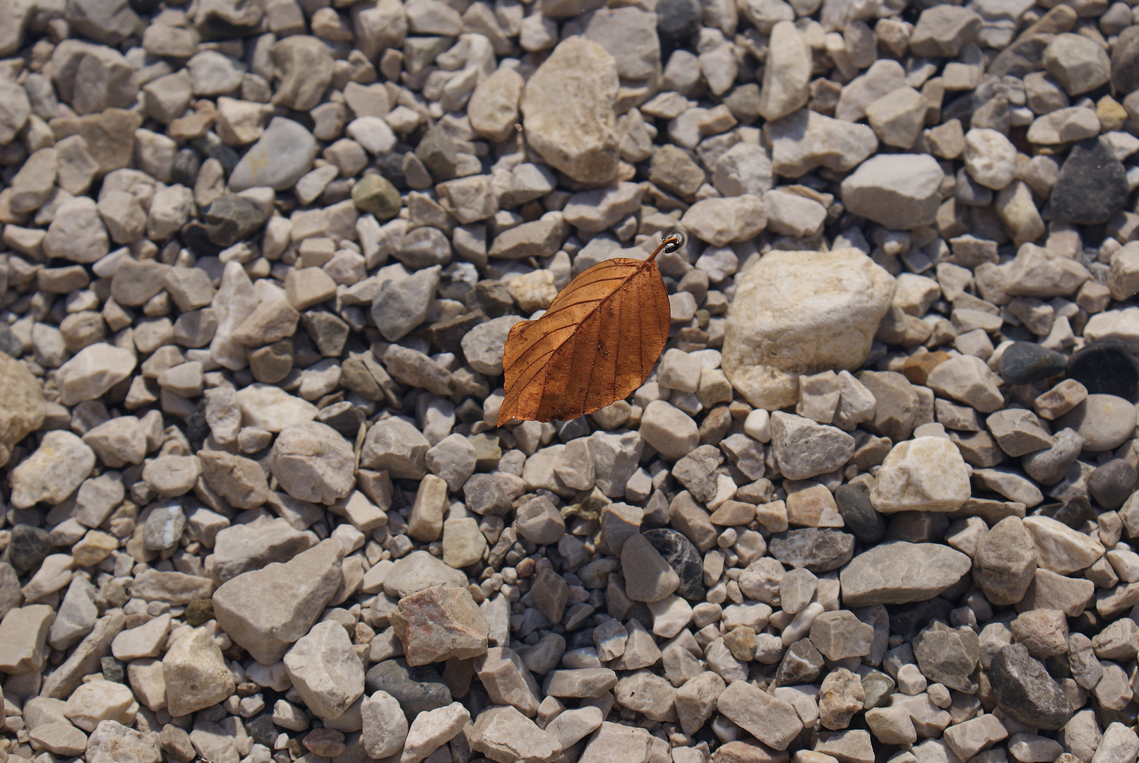 Schwebendes Blatt