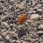 Schwebendes Blatt