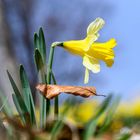 Schwebendes Blatt