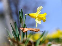 Schwebendes Blatt