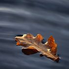 Schwebendes Blatt auf Wasserwolken