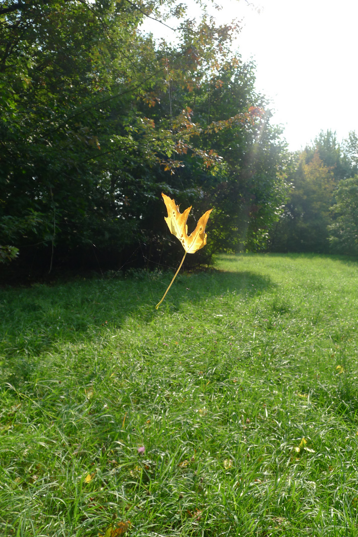 schwebendes Blatt