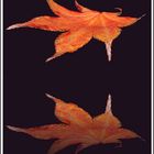 Schwebendes Blatt