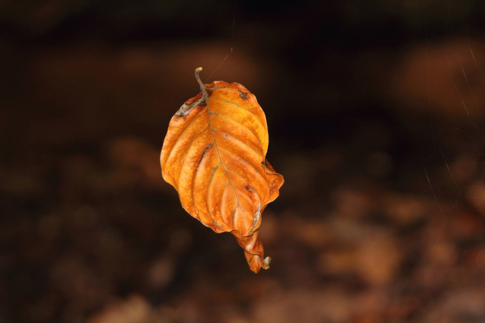 Schwebendes Blatt_(RN0033)