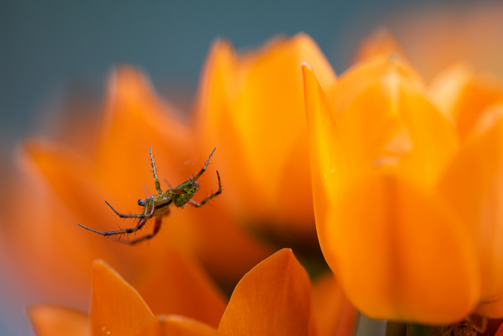 Schwebendes Farbenwunder