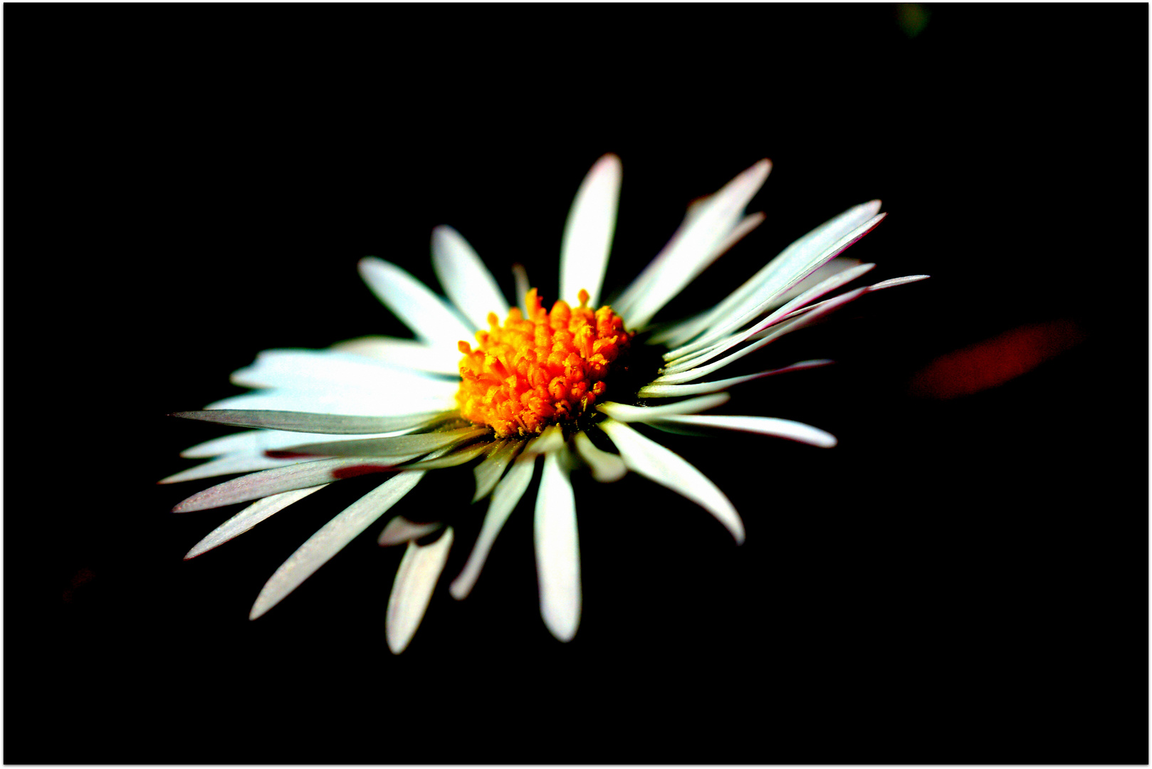 schwebendes Gänseblümchen....