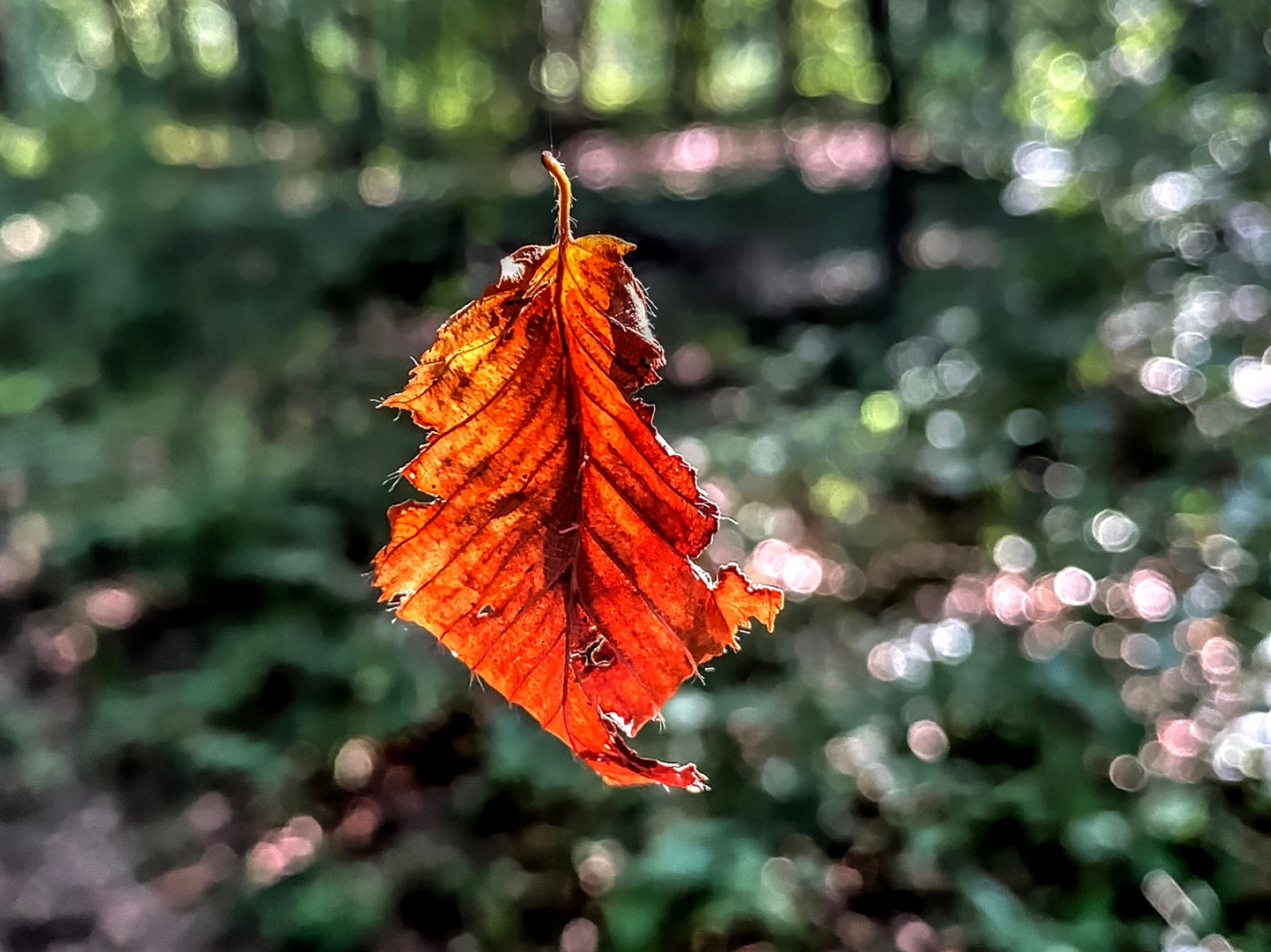 Schwebendes Herbstblatt