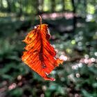 Schwebendes Herbstblatt