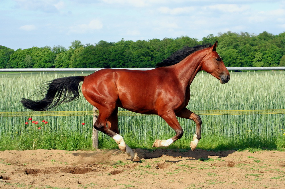 Pferd Will Nicht Galoppieren Pferd Will Nicht Galoppieren