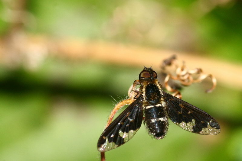 Schweber (Bombylidae)