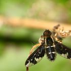 Schweber (Bombylidae)