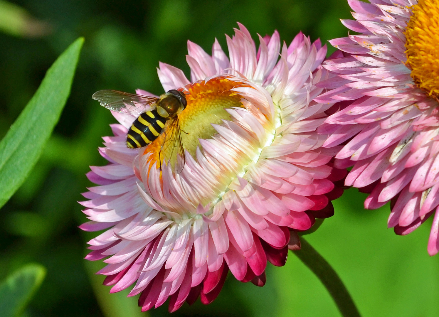 Schwebewespe auf Blüte