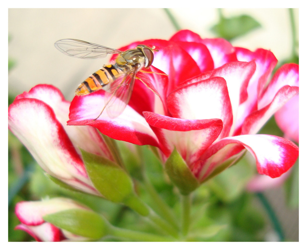 Schwebfiege auf Blüte