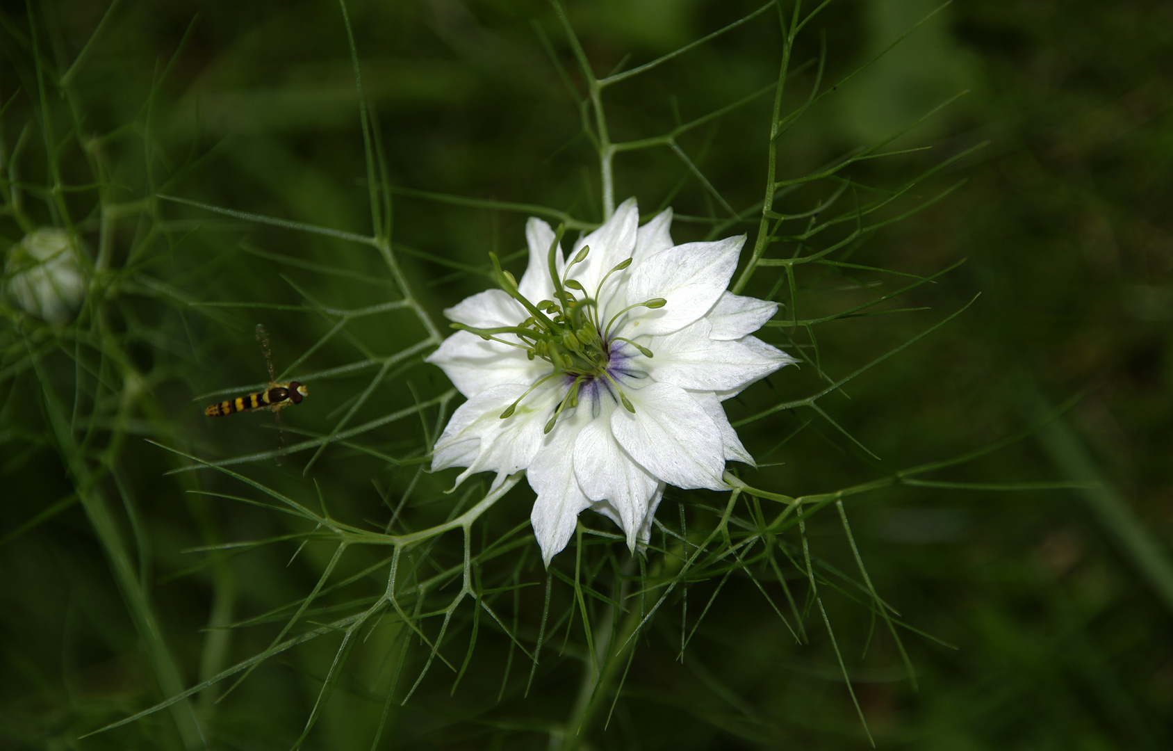 Schwebfliegchen im Anflug