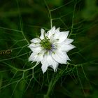 Schwebfliegchen im Anflug