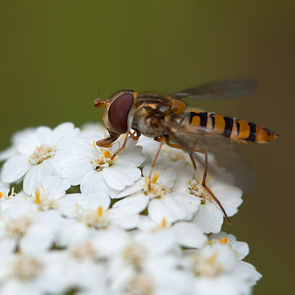 Schwebfliegchen ....muss auch mal ausruhen