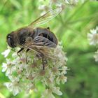 Schwebfliegchen und Blümchen