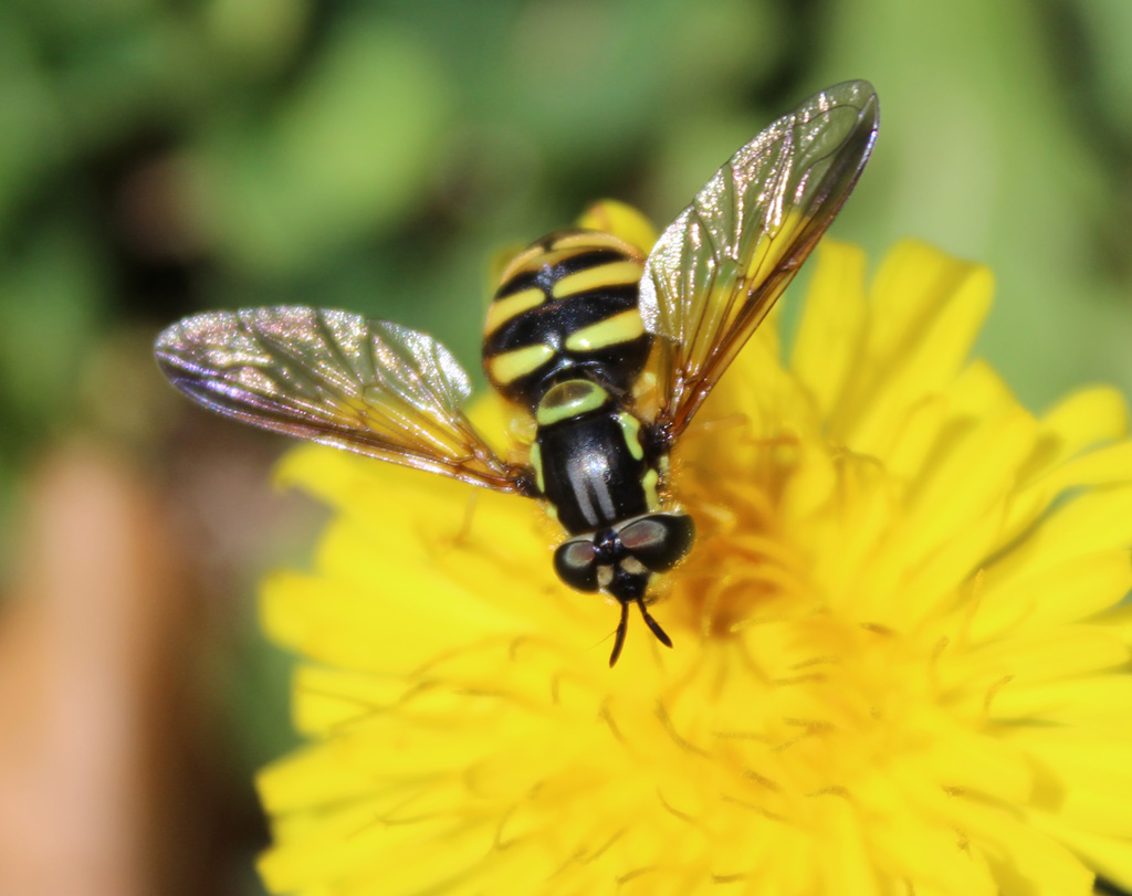 Schwebfliege Foto &amp; Bild natur, fliegen, insekten Bilder