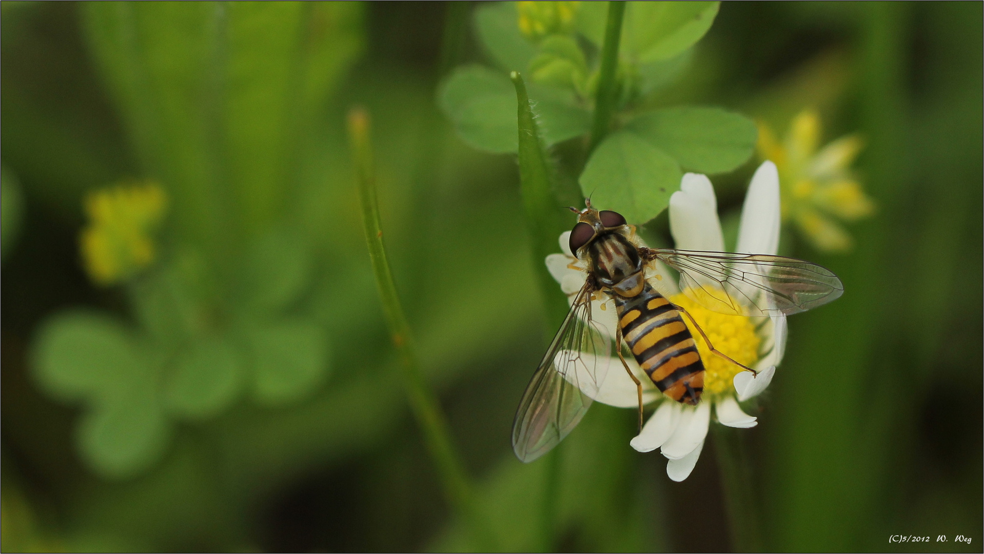 Schwebfliege