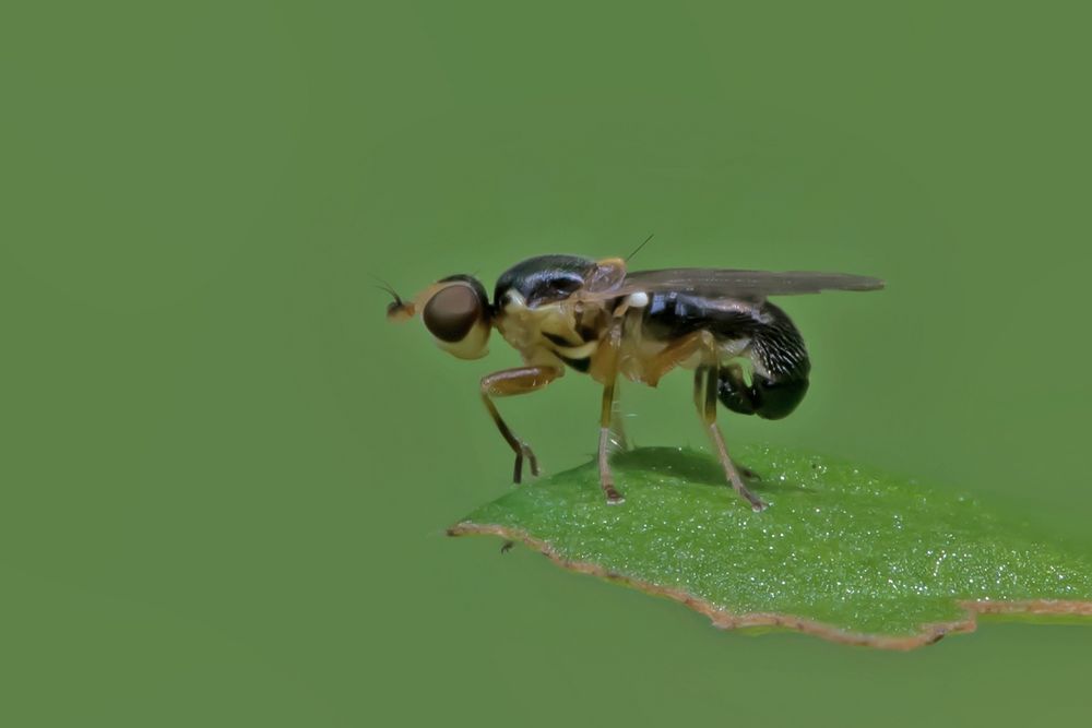 Schwebfliege 1 Kopie