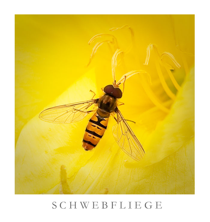 Schwebfliege