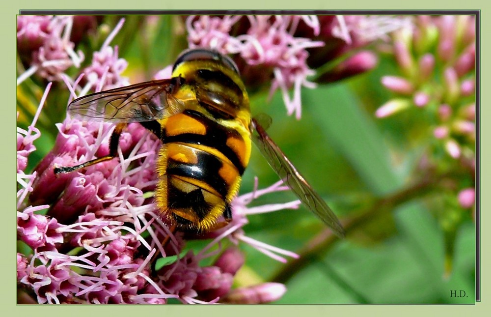 Schwebfliege Foto &amp; Bild tiere, wildlife, insekten