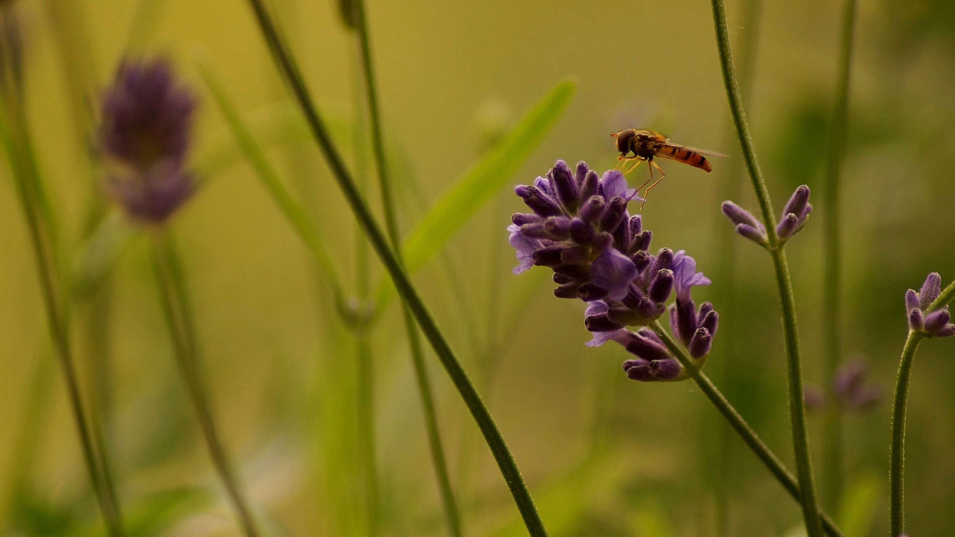 Schwebfliege