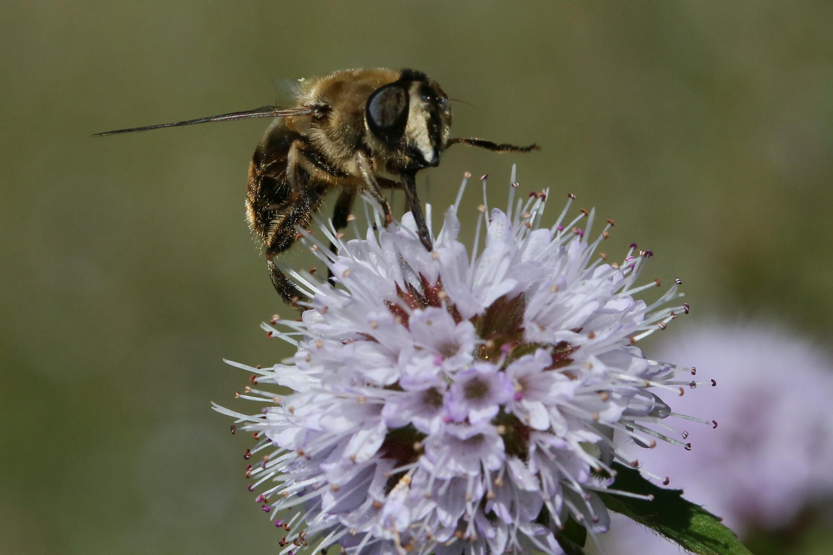 Schwebfliege