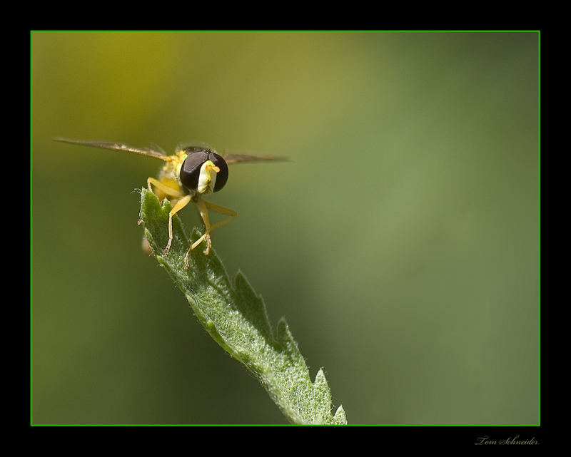 Schwebfliege 36°