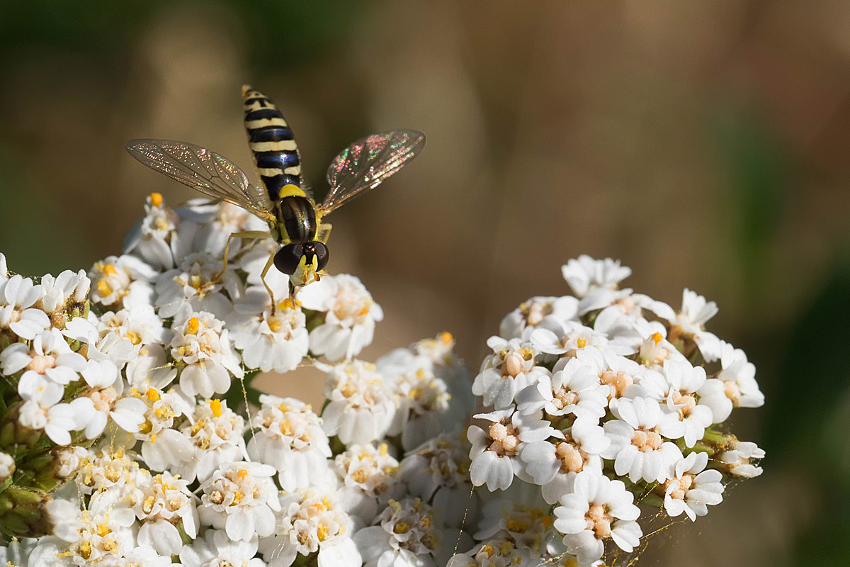 Schwebfliege