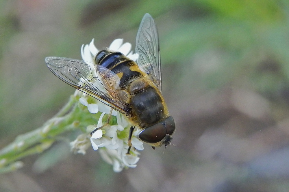 Schwebfliege