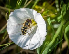 Schwebfliege