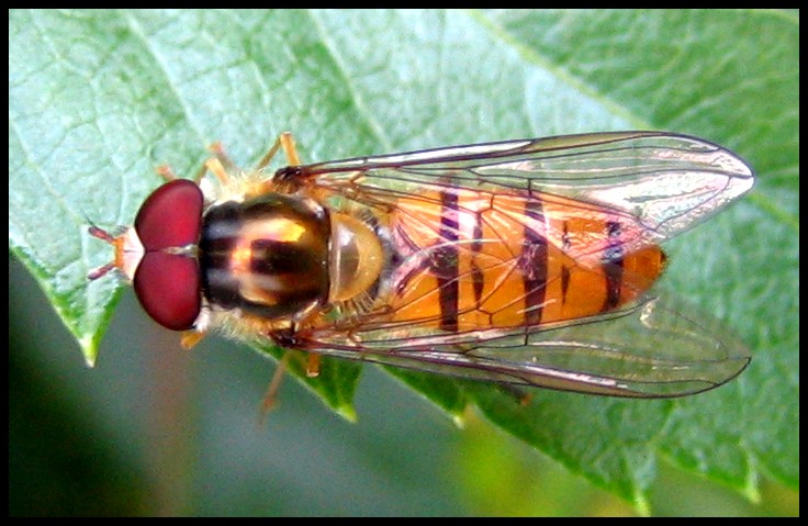 Schwebfliege