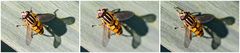 Schwebfliege
