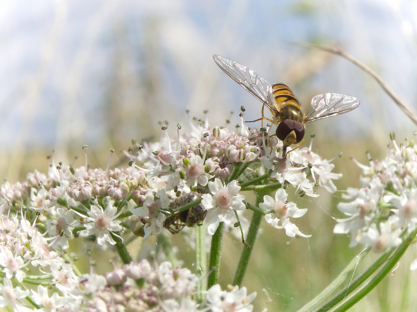 Schwebfliege