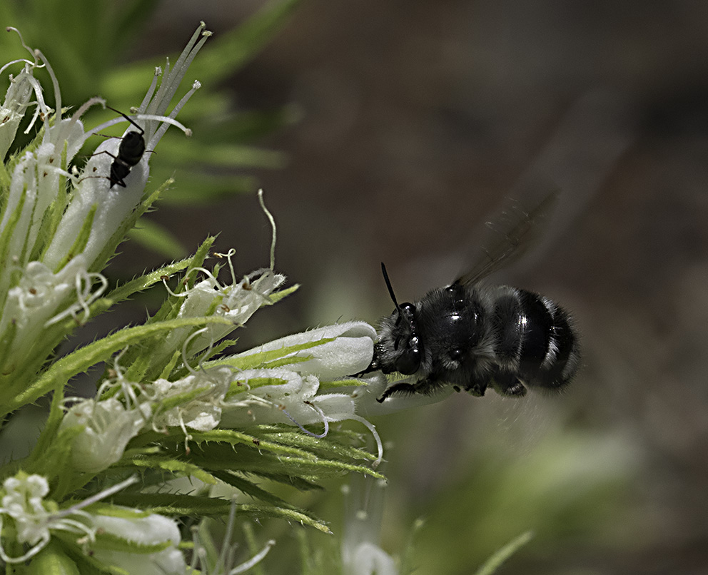 Schwebfliege?