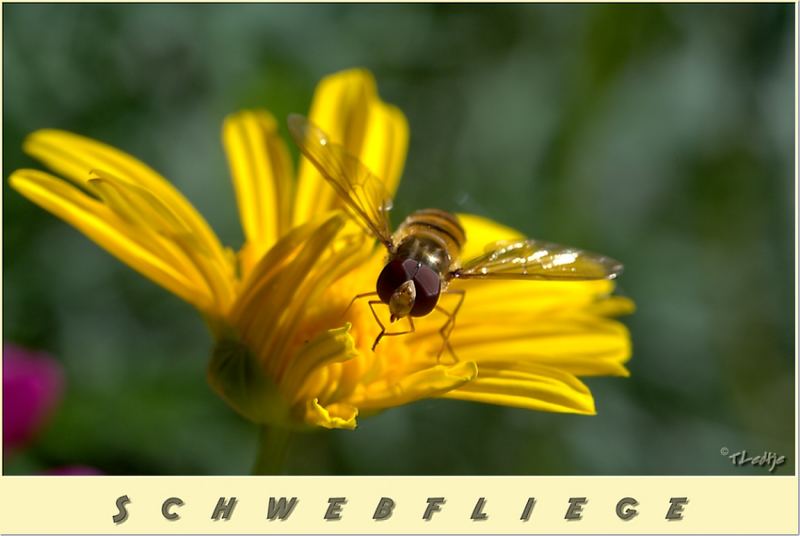 Schwebfliege