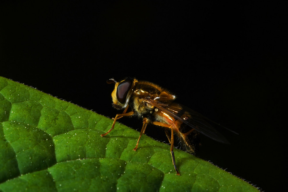 Schwebfliege von Jürgen N. Neumann