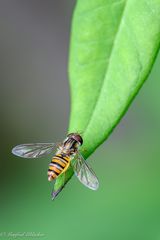 Schwebfliege ...