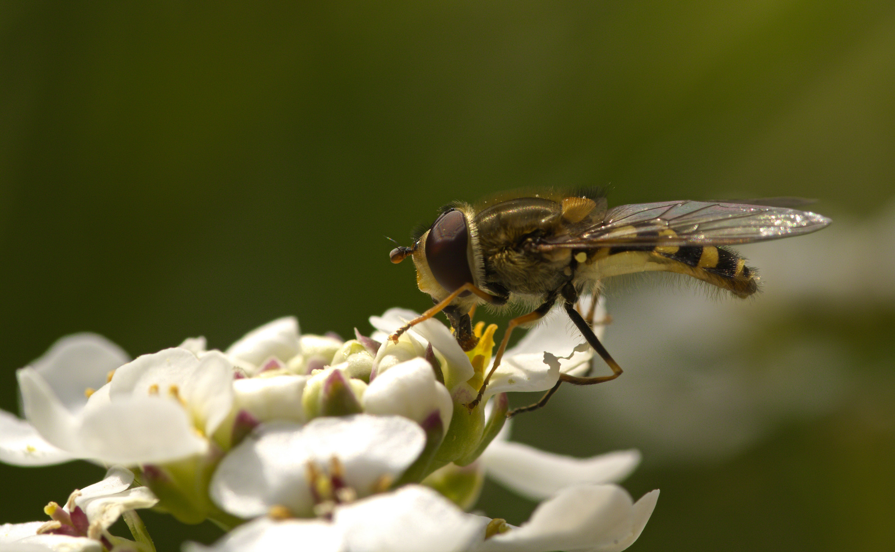 Schwebfliege...