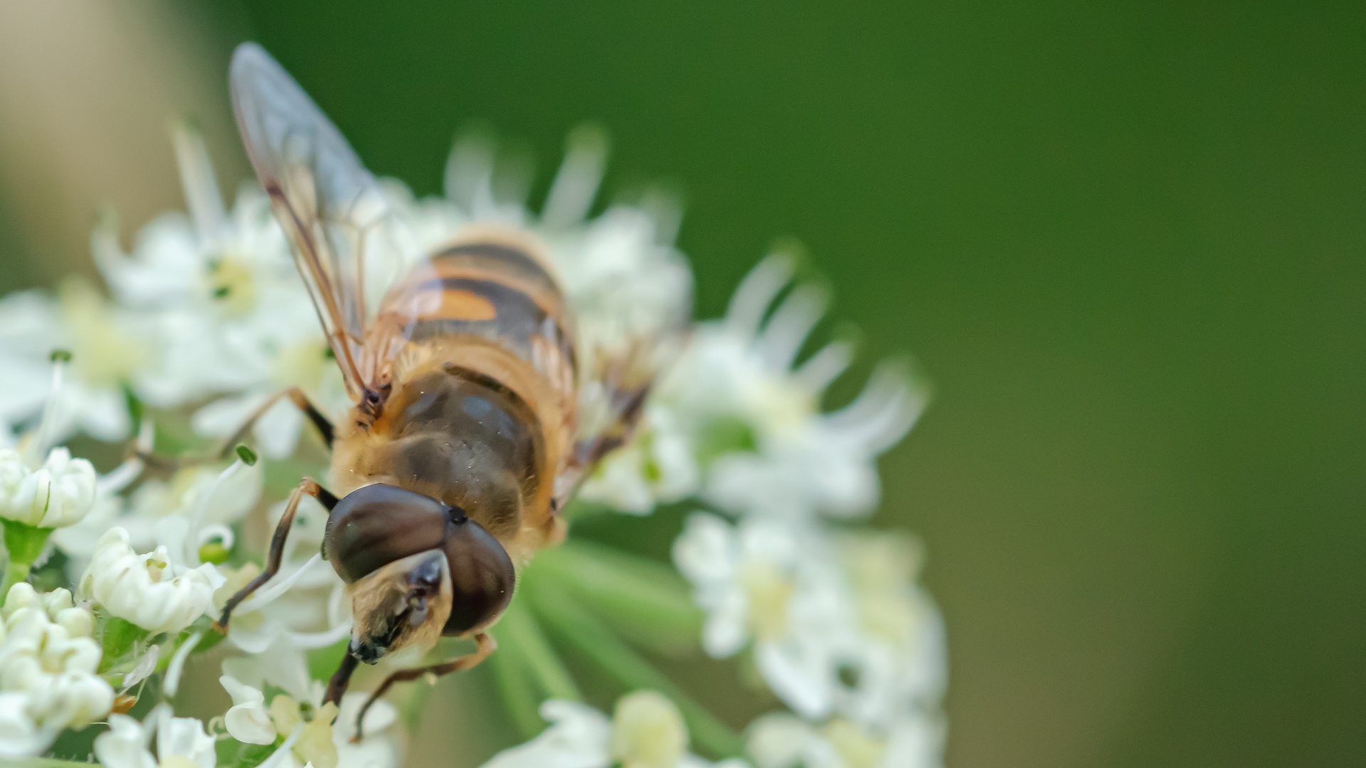 Schwebfliege.