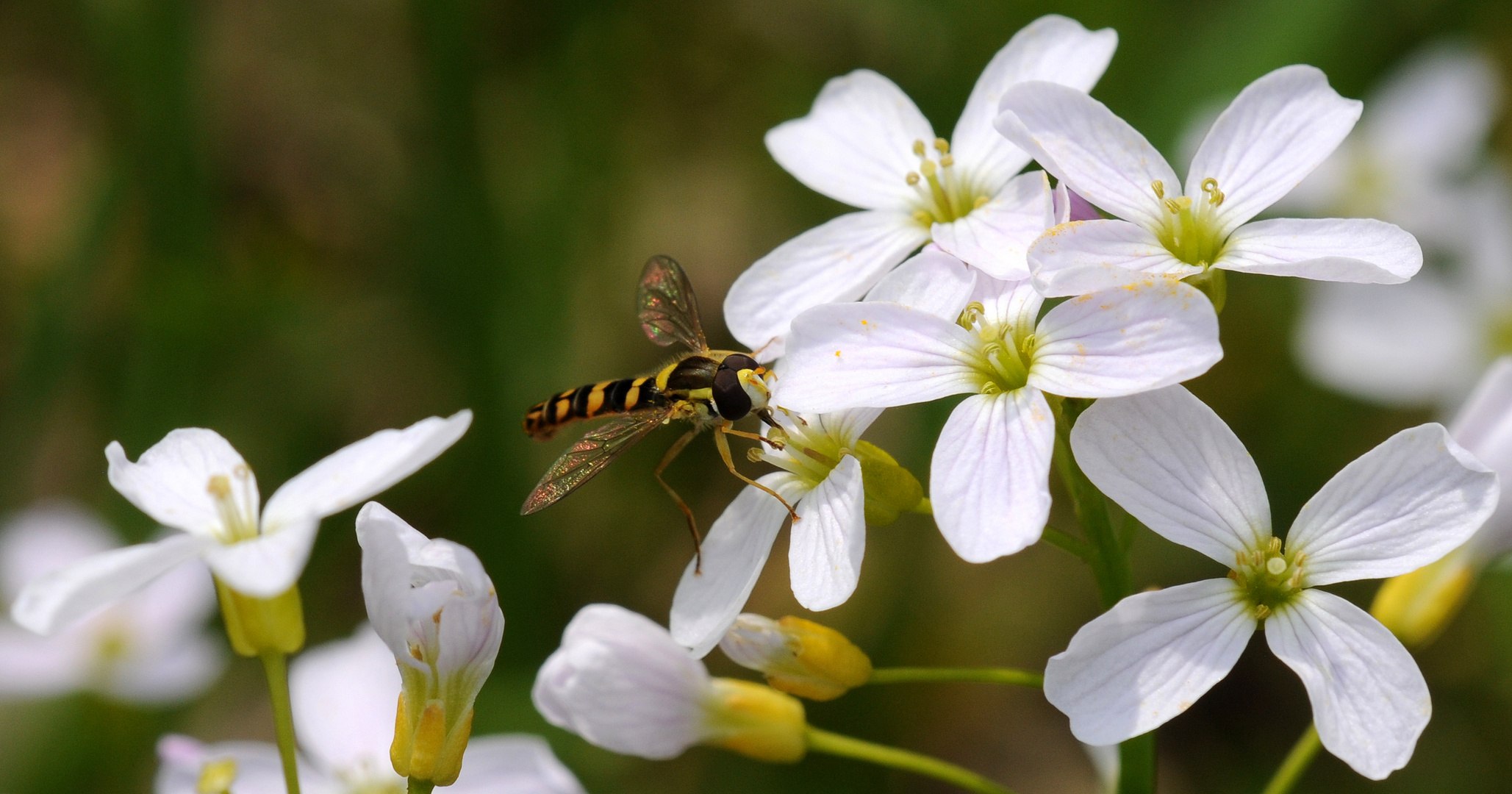 Schwebfliege