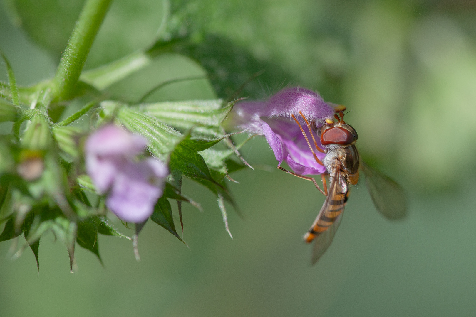 Schwebfliege