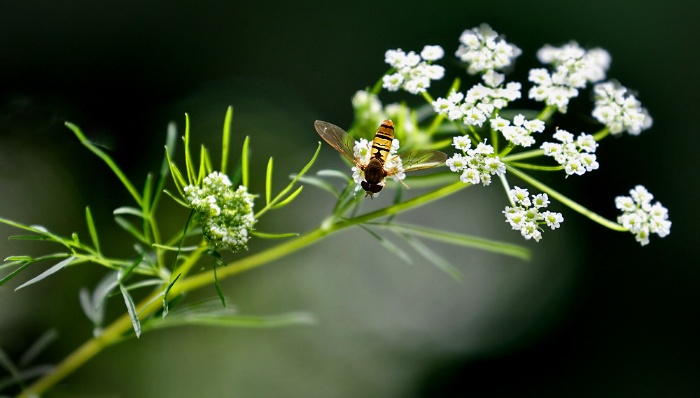 "SCHWEBFLIEGE"