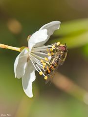 Schwebfliege